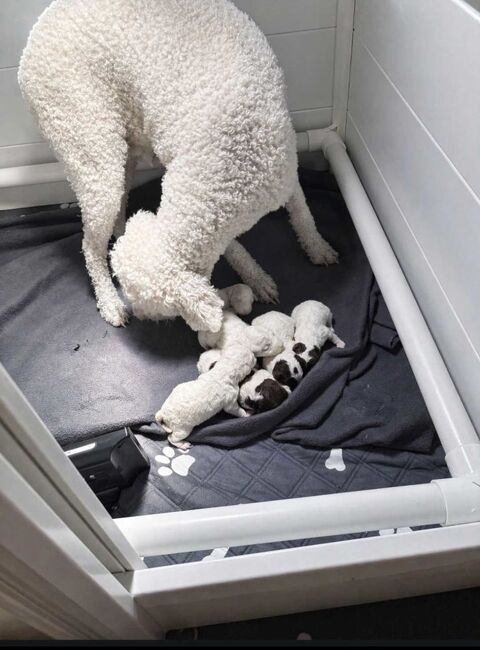 Chiot en pr&eacute;vision &agrave;  r&eacute;server 1 07800 La voulte-sur-rh�ne