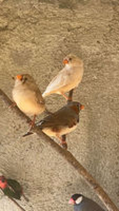   Oiseaux  