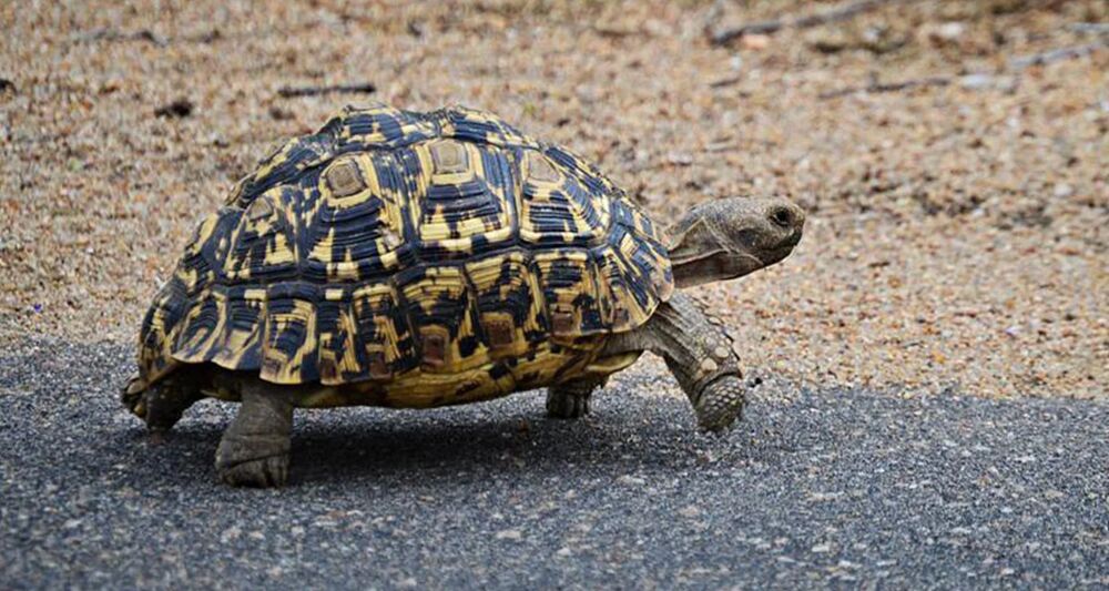   Recherche, tortue, léopard et grecque 