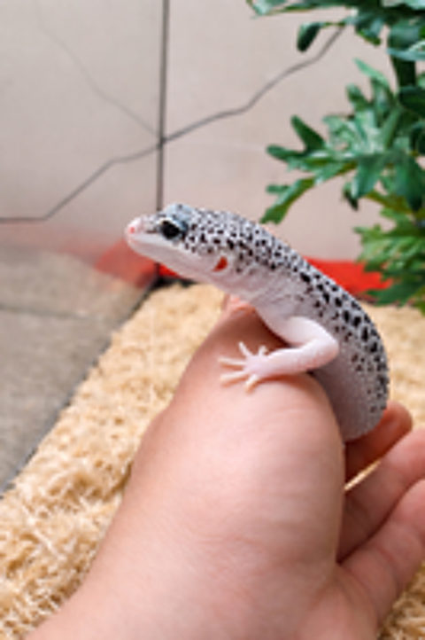   Gecko léopard et python regius  