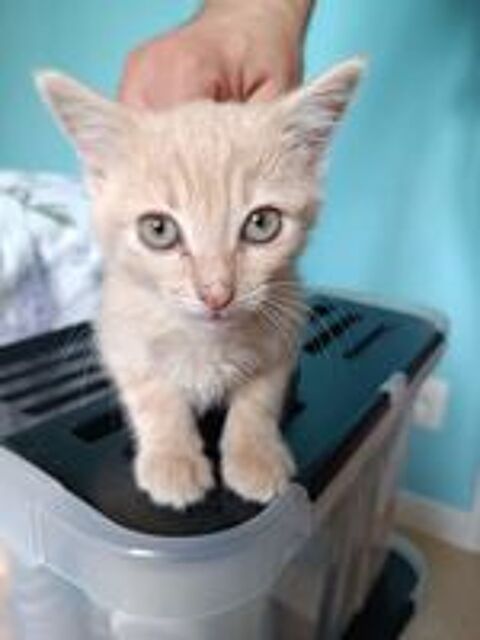   Chaton adoption  