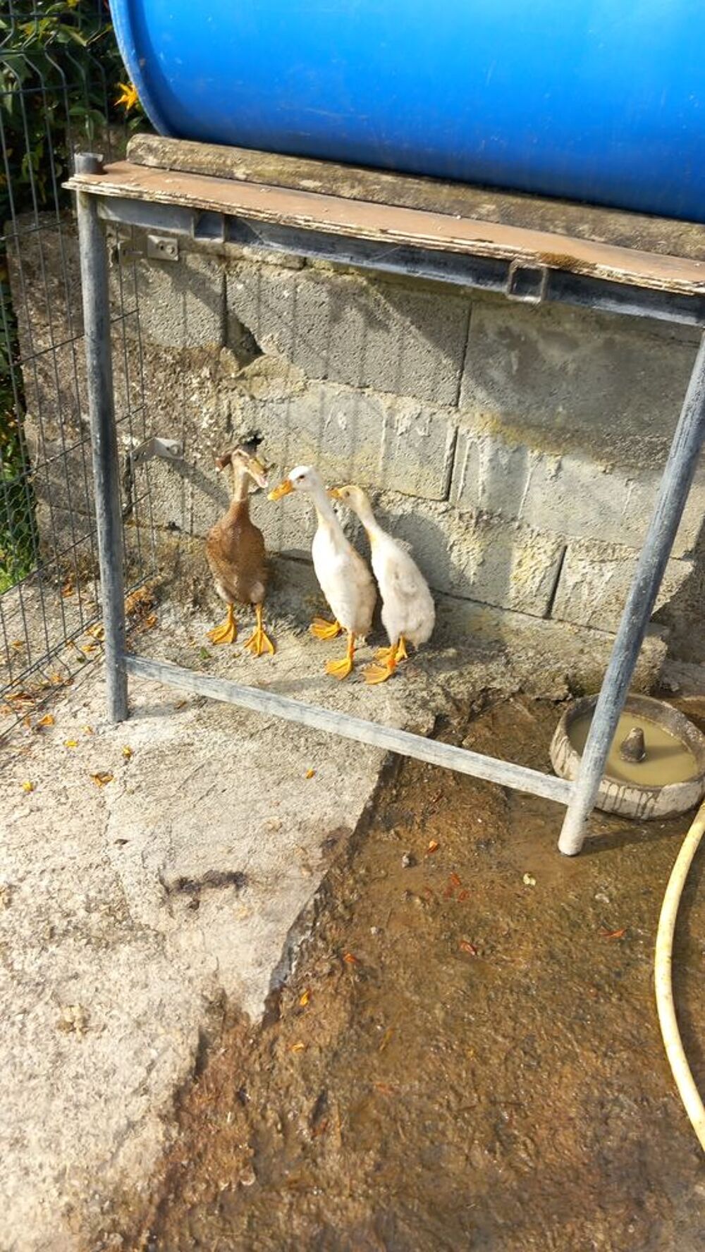  Canards coureur indien 