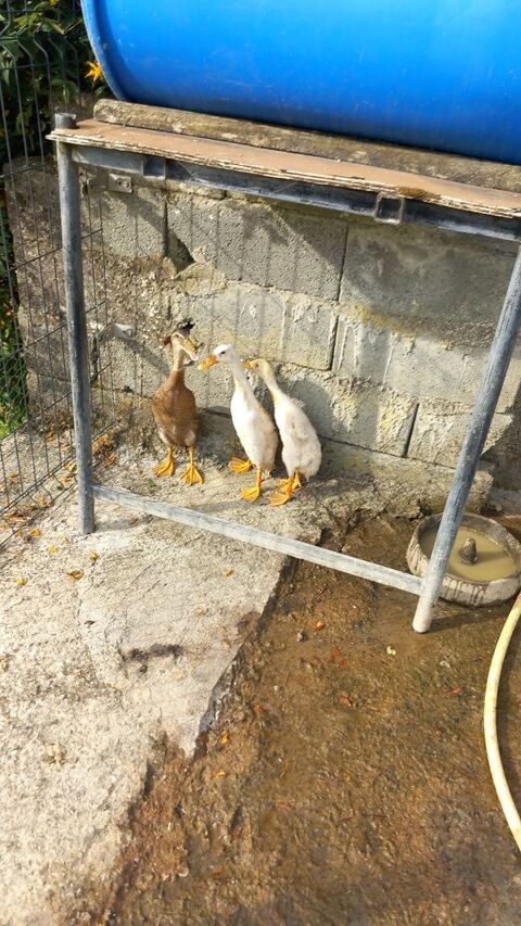 Canards coureur indien 30 29800 La roche-maurice