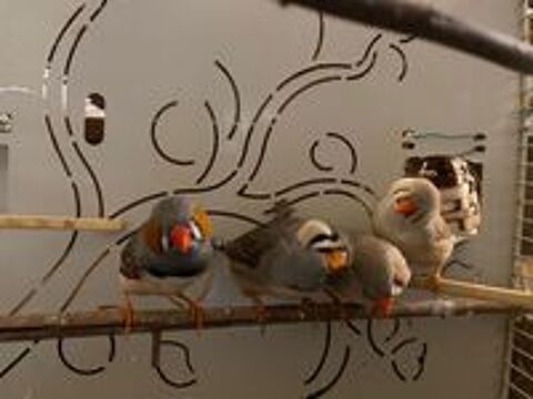   Mandarins 