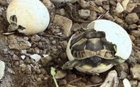   Tortues juvéniles  