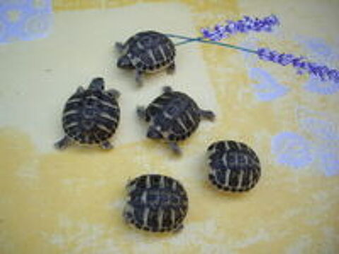   bébés tortues 