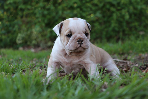 Bulldogs anglais exotiques : le haut de gamme version boudin 2000 53220 Larchamp