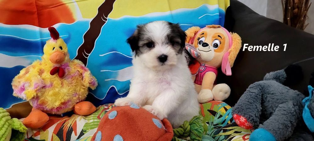  Chiot BICHON MALTAIS (femelle) 