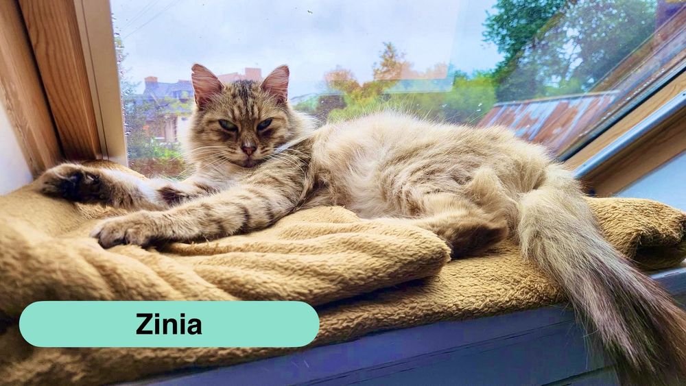   Zinia, adorable chatte à adopter 