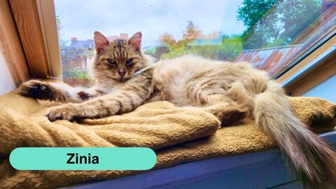 Zinia, adorable chatte &agrave; adopter 230 29540 Sp�zet