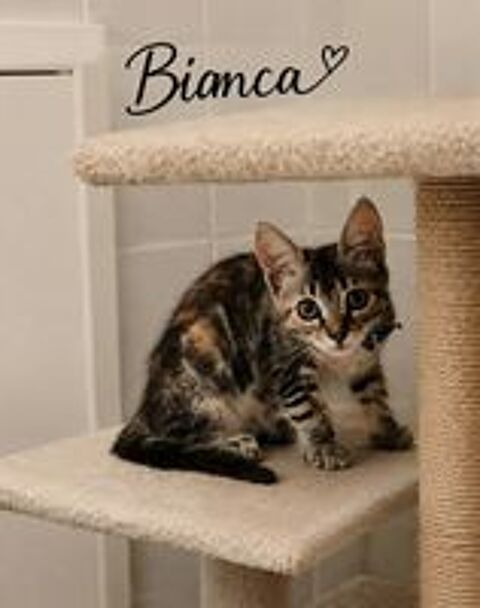   BIANCA 
