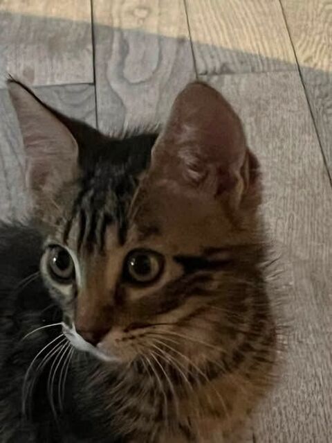 Chat PORTHOS &agrave; l adoption 120 07370 Sarras