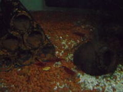   crevettes et anentome helena 