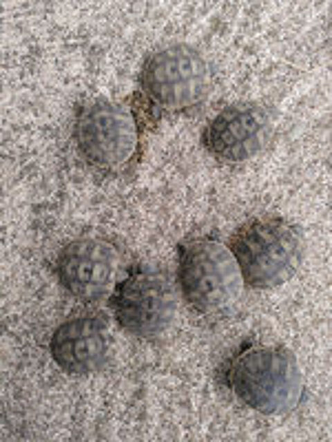   cède tortues juvéniles 