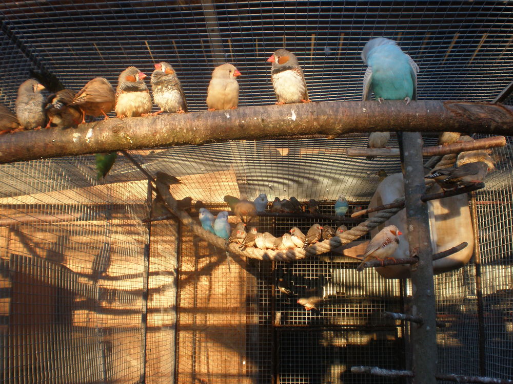   mandarin 