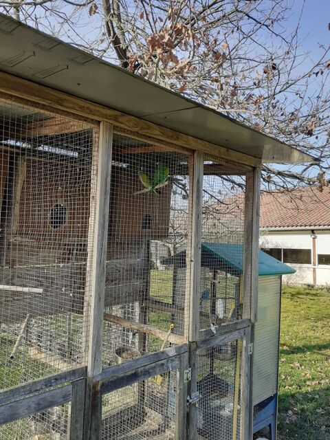 perruche 50 47250 Bouglon