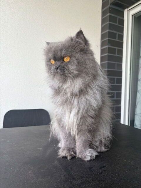 Pr&ecirc;te chat mal pour saillie. 500 14000 Caen