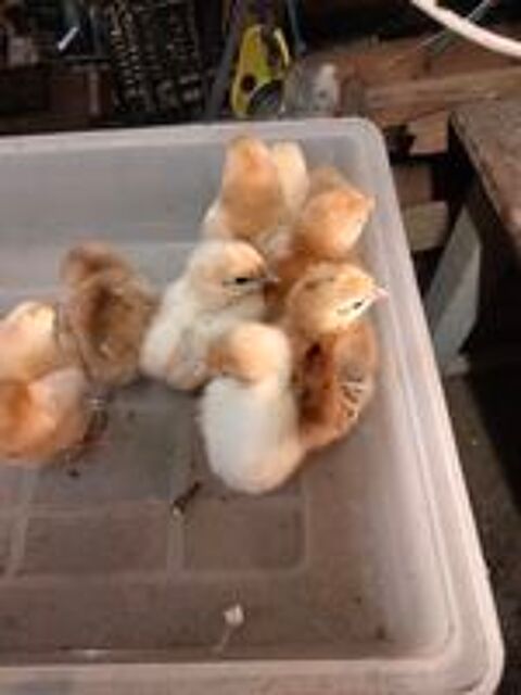  Poussins de 2 semaine  