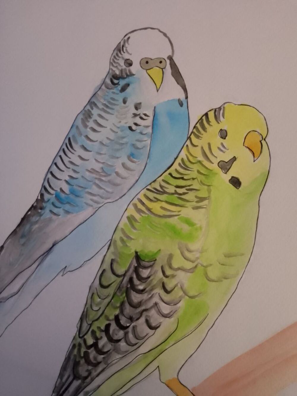 Aquarelle les perruches 