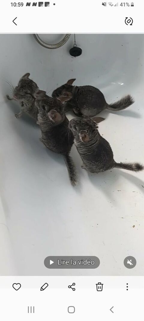 Disponible jeunes chinchillas
40 28400 Nogent-le-rotrou
