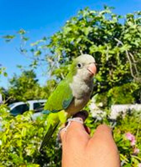   Très Belle Conure Souris EAM TRÈS BIEN APPRIVOISER Bagué26 