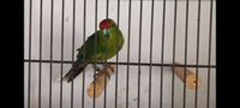   Kakarikis 