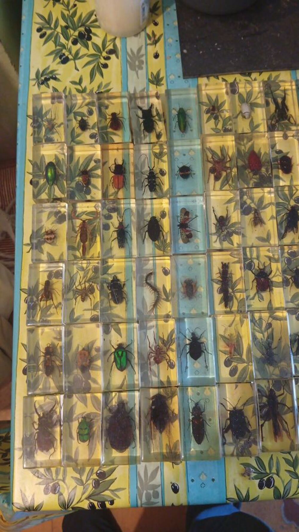 grande collection d'insectes 
