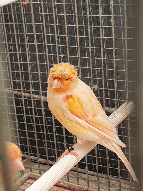 Disponibles canaris 2026 20 53200 Château-gontier