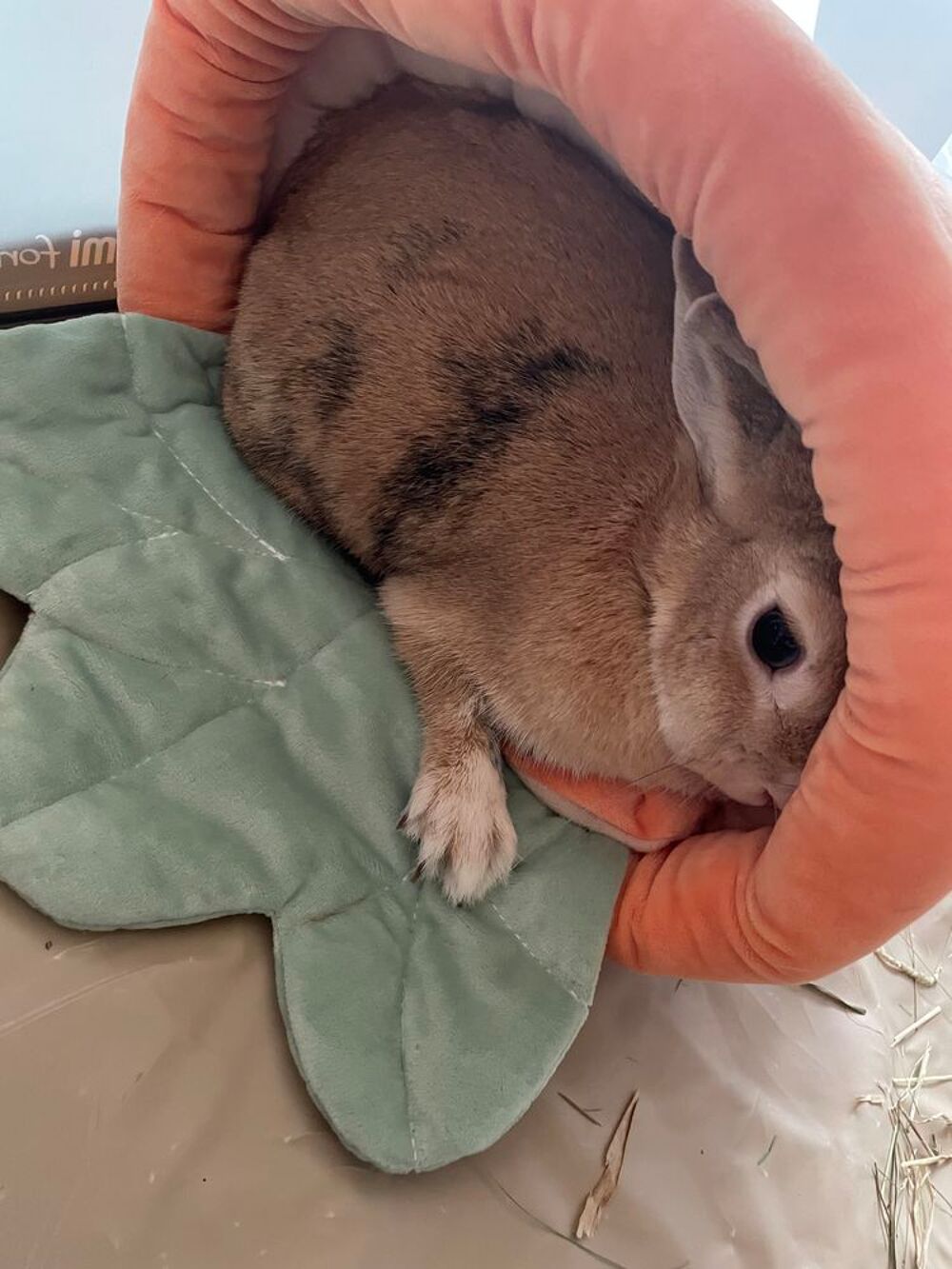   Lapin Nain - 2 ans - Femelle  