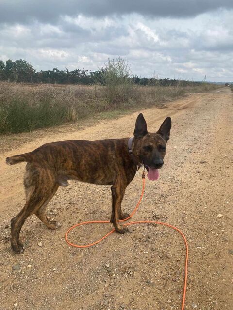 FLINN, berger 2 ans 0 34500 Bziers