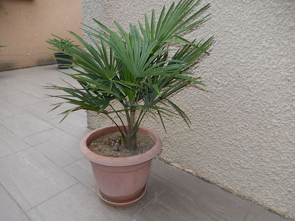 PALMIER TRACHYCARPUS FORTUNEI R&Eacute;SISTE LA S&Eacute;CHERESSE ET FROI Jardin