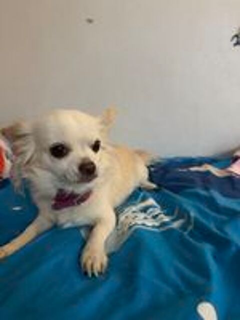   Chihuahua femelle 