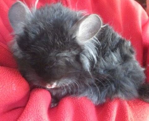 b&eacute;b&eacute;s chinchillas (angora) 200 18340 Levet