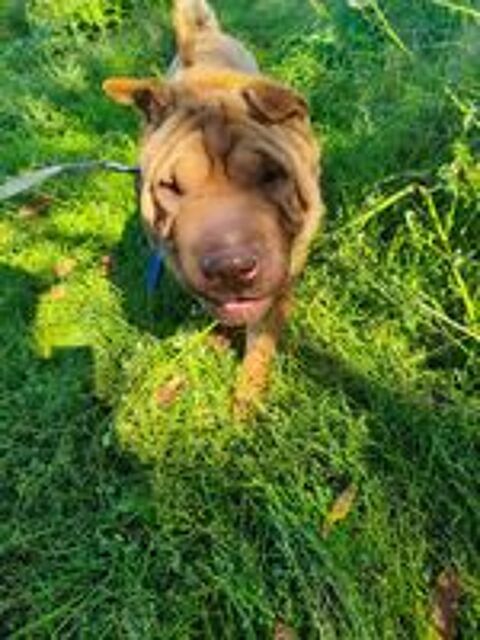   A L'ADOPTION TOM SE TROUVE DANS UN REFUGE EN UKRAINE 