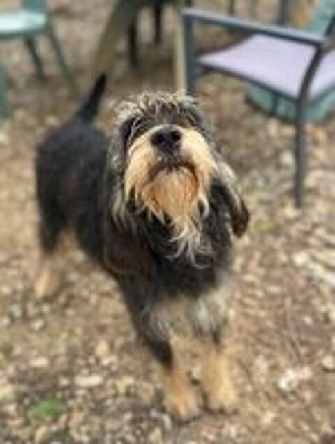   Teki, 14 mois, est à l'adoption! 
