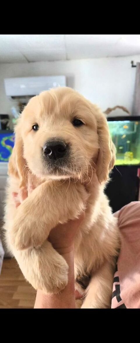 Jolis goldens retriever 1200 30320 Saint-gervasy