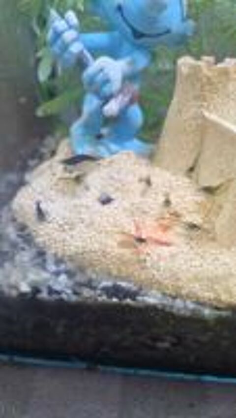   crevettes d'aquarium 