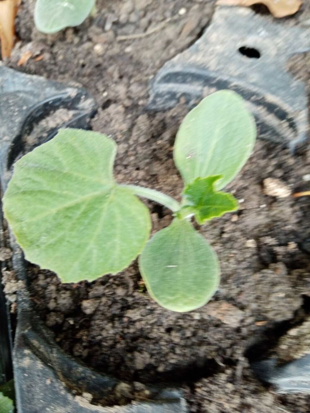 plants legumes. Jardin