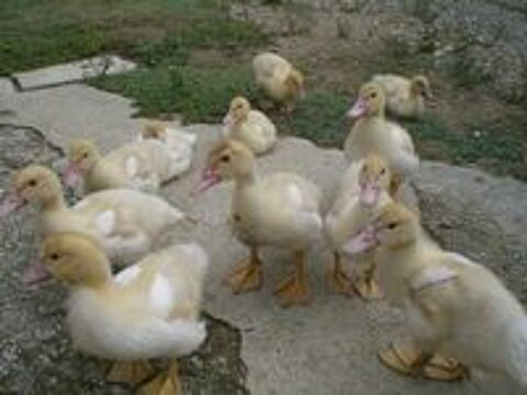   Caneton canard de barbarie 