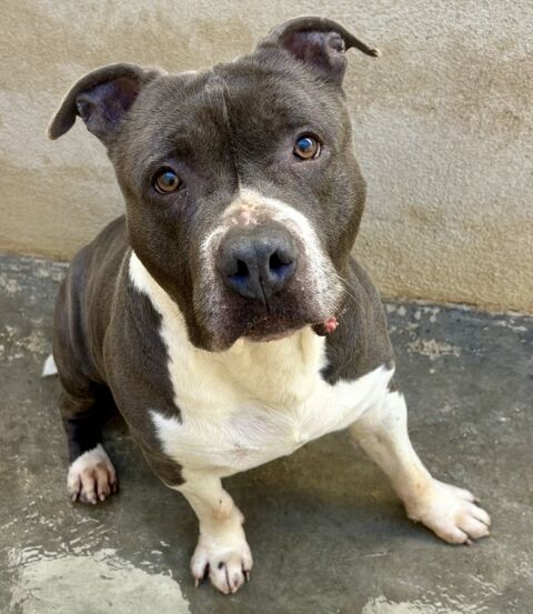 BOBY, crois&eacute; dogue, 10 ans LOF 0 34500 Béziers