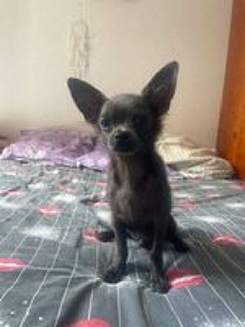   adorable chihuahua mâle 