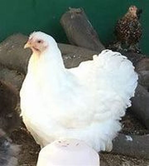    Couple poule et coq cochin blanc 