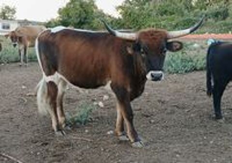   Longhorn castré, 