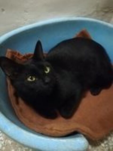   Jeune et brave chat à adopter sur Marseille 