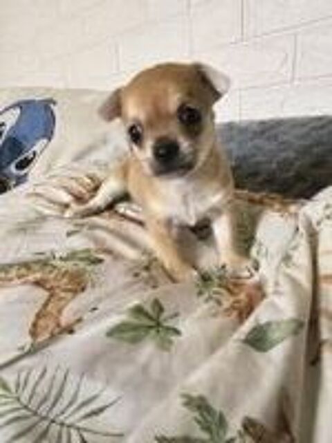   chihuahua 