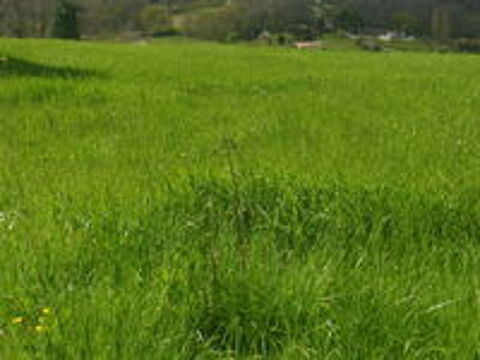   FOIN POUR CHEVAUX OU  AUTRE 