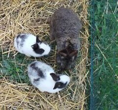   lapine naine noire et blanche de 2 mois 