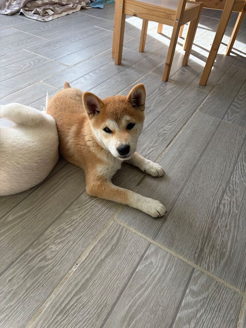   Chiot Shiba Inu mâle LOF  