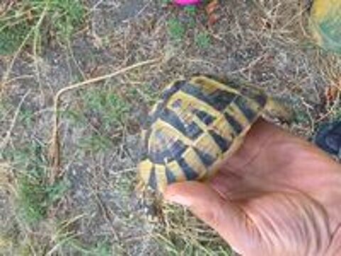  Tortue grecque femelle  