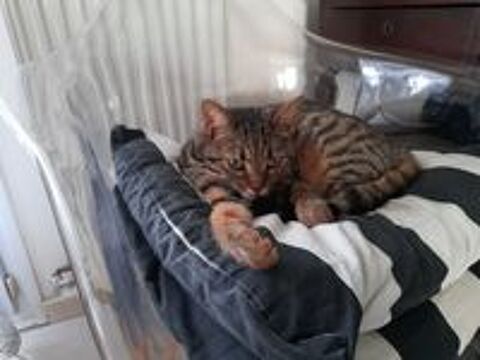   Don chatte adulte 2 ans 